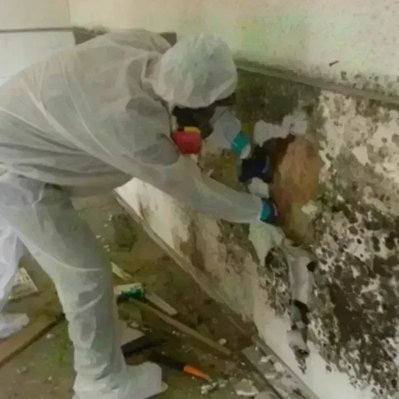 Mold Remediation and Removal in Sun City West, AZ